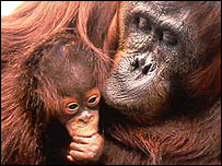 Orang-utan (pic supplied by Ian Redmond)