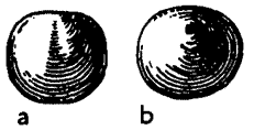 Discinida