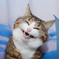 丶末然 头像