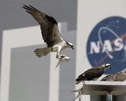 Photo of osprey nest in front of NASA logo