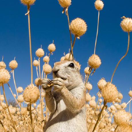 @thascius-rumpelschnick