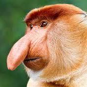 @pentagonal-proboscis