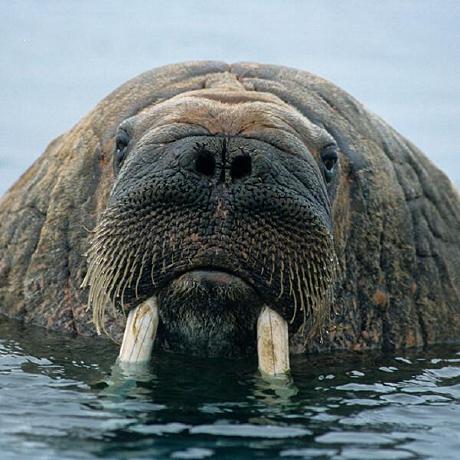 @anonwalrus