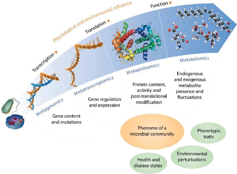 A schematic illustrating the information gained from each -omic technology and how their integration is essential to fully understanding the phenome