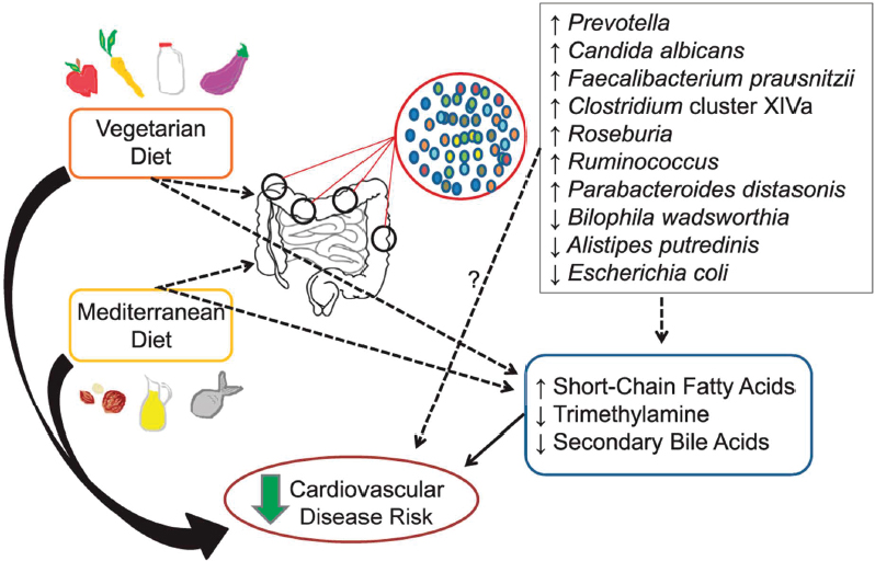 A schematic of known and proposed interactions between diet and cardiometabolic risk illustrates the known risk-reducing properties of vegetarian and Mediterranean diets on cardiometabolic diseases and the proposed interactions between the vegetarian and Mediterranean diets with the gut microbiome and gut-derived metabolites that can reduce cardiovascular disease risk