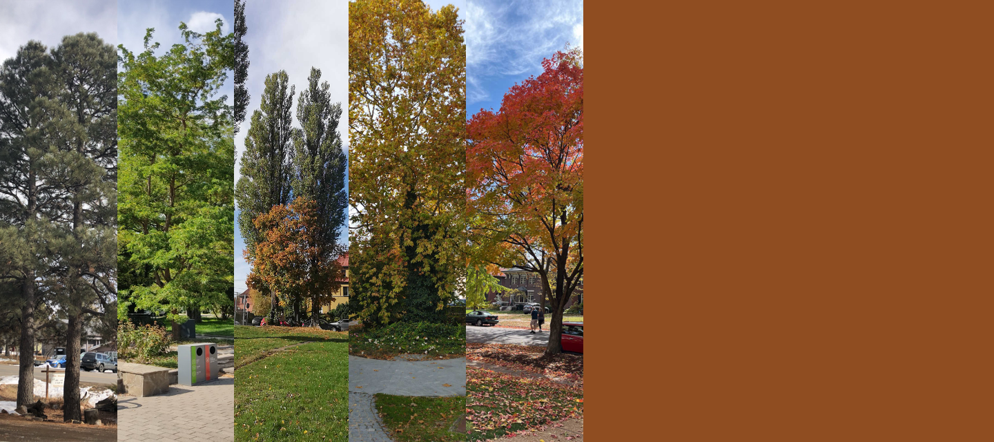 Images of trees with varying colors of leaves, from bright green to yellow to red.