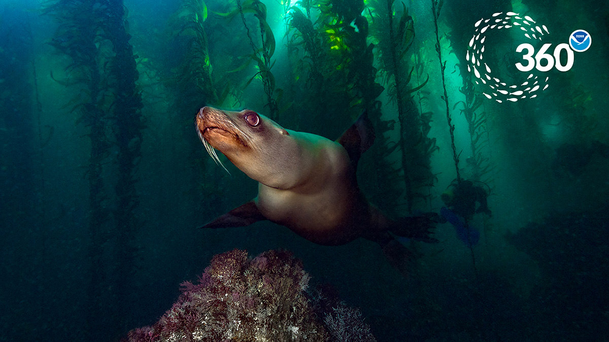 sea lion swims near divers