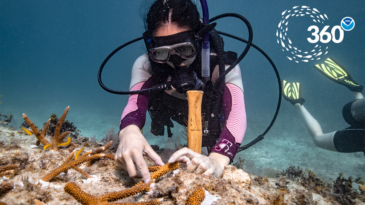 diver transplants corals