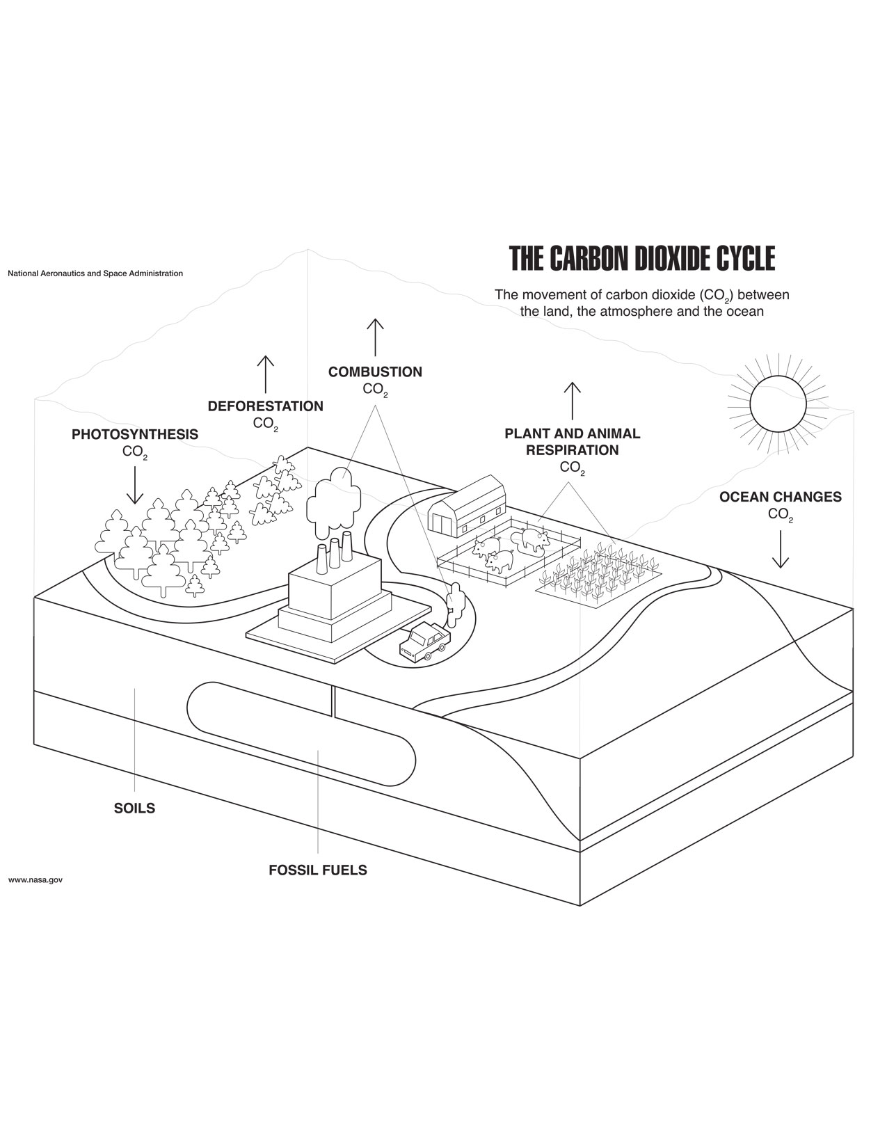 Coloring page for the carbon cycle.