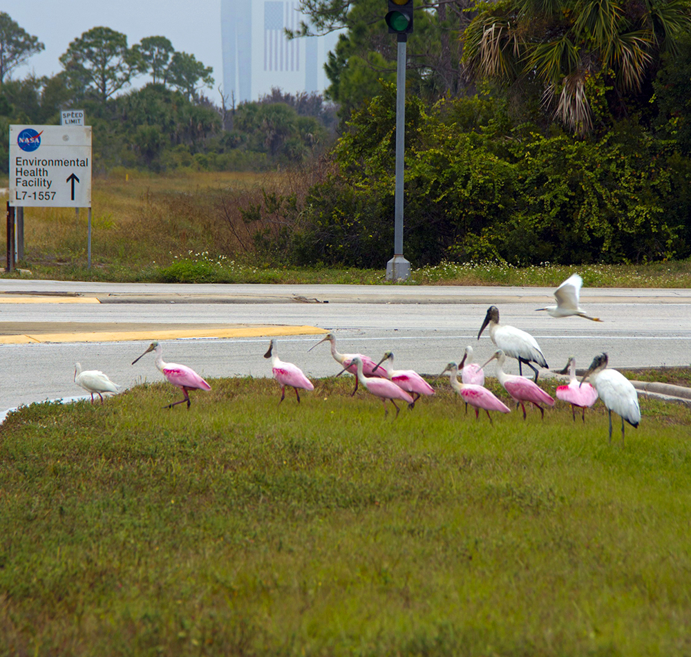 Cleaning up the soil and groundwater contamination caused during the Apollo program in and near Merritt Island National Wildlife Refuge was one of many environmental remediation efforts enabled by emulsified zero-valent iron (EZVI). Photo credit: NASA