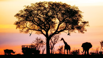 Noctourism drives the night safari travel trend in 2025