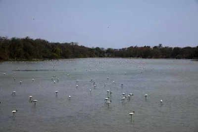 Greens form silent human chain to protect Nerul’s DPS Flamingo Lake