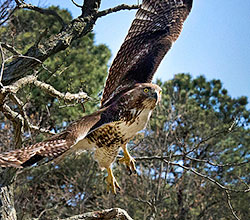 pine barrens photo