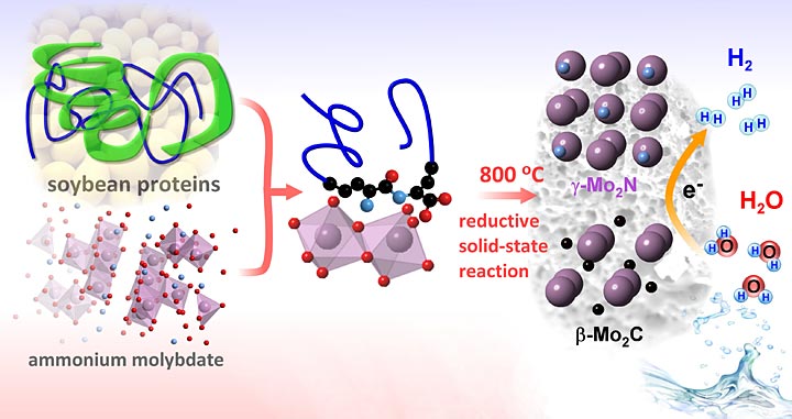 soybean proteins