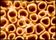 nanotubes