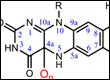 flavoprotein