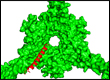 kiss of death protein marker sequence