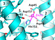 zinc binding to the zinc transporter protein