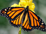 monarch butterfly