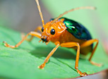 bombardier beetle