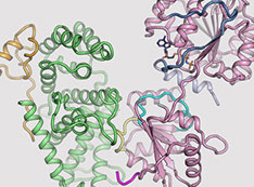 Illustration of three-dimensional (3D) structures for three proteins in the human nuclear pore compl