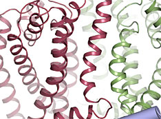 Wzm–Wzt O-antigen transporter