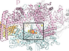 structural basis for Kang A inhibition of rifamycin resistant bacteria