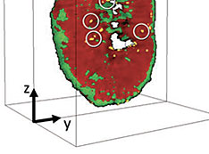 show 3-D distributions of different chemical phases