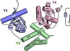 Ribbon diagram