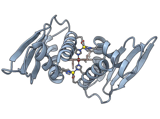 Illustration of structure of Domain Related to Iron