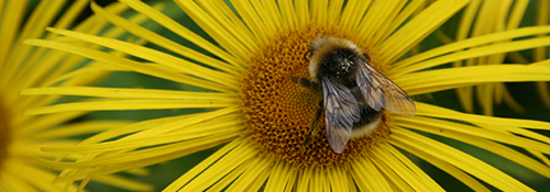 A bee sitting on a bright yellow flower