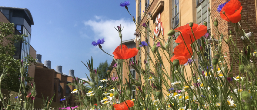 A wildflower meadow with bright red poppies, blue cornflower and daises and long grass in front of a modern brick and glass buildings, with blue sky above. 