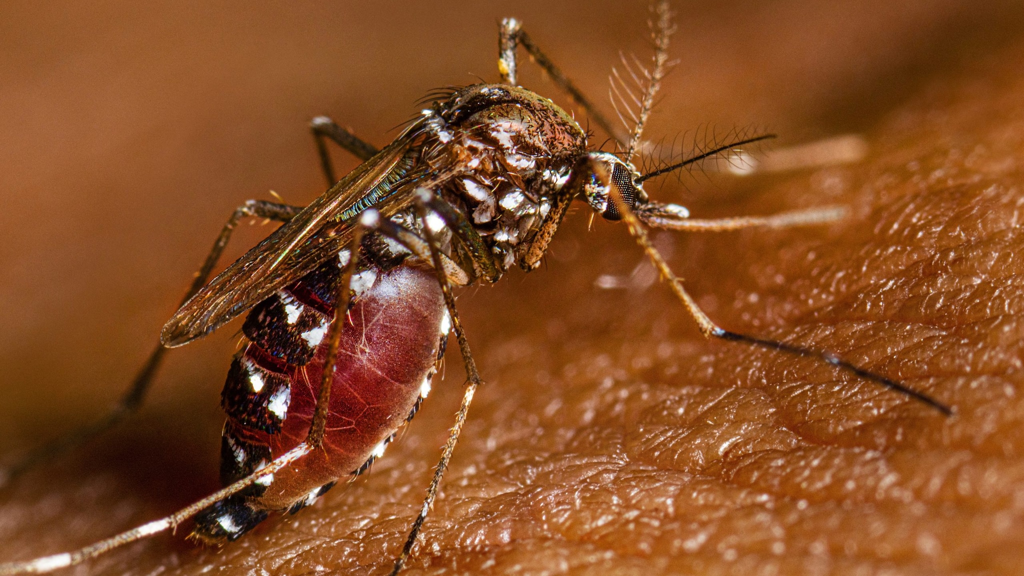 Aedes species mosquito full of blood on a person's arm