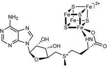 Un effet tunnel chez les enzymes à Radical SAM