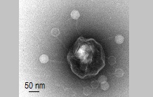 Elucidation du déclenchement de l’infection des bactéries par leur virus