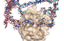 Des enzymes pour agir sur la bactérie responsable de pneumonie nosocomiale