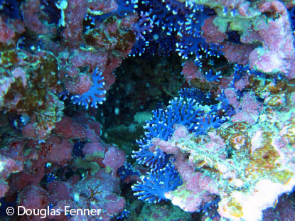 Colonies of Distichopora violacea, Nauru.