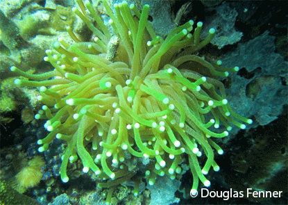 An individual of Heliofungia actiniformis, Palau.