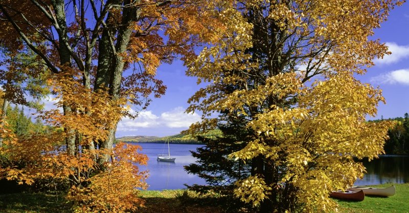 Trees with yellow and orange leaves with a boat on the water in the background.