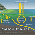 Coastal Carbon Dynamics