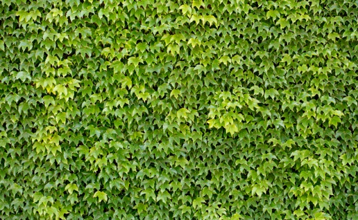 wall of green leaves