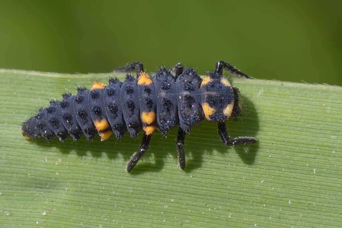 Семиточечная коровка личинка. Семиточечная Божья коровка личинка. Coccinella septempunctata личинка. Личинка Божьей коровки Scymnus. Куколка Божьей коровки.