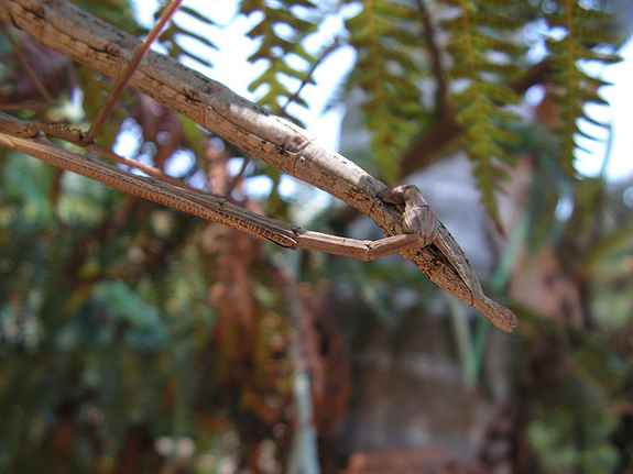 Stick bug sex Stick bug sex