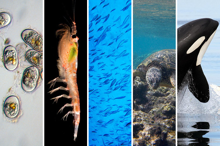 This image is divided into five different images. On the left, tiny phytoplankton, clear in color, are present. On the second a larger plankton, orange in color appears. In the middle, a blue sea image shows a school of fish. Next to that a large green turtle looks for food on the ocean floor. On the right, a large black whale jumps out of the water. Credit: WHOI