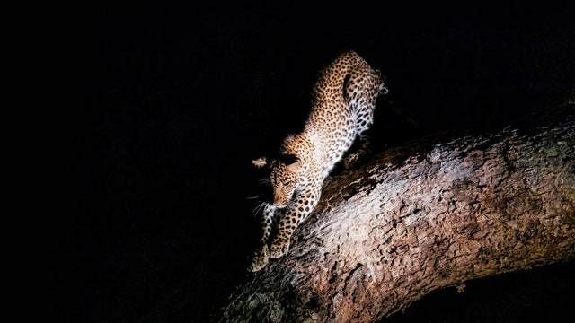 5 things you should never do on a night safari