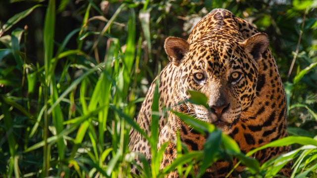 How regenerated habitats are bringing wildlife to your doorstep