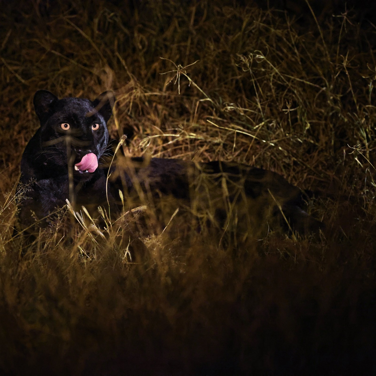 In photos: In search of the black leopard in Kenya