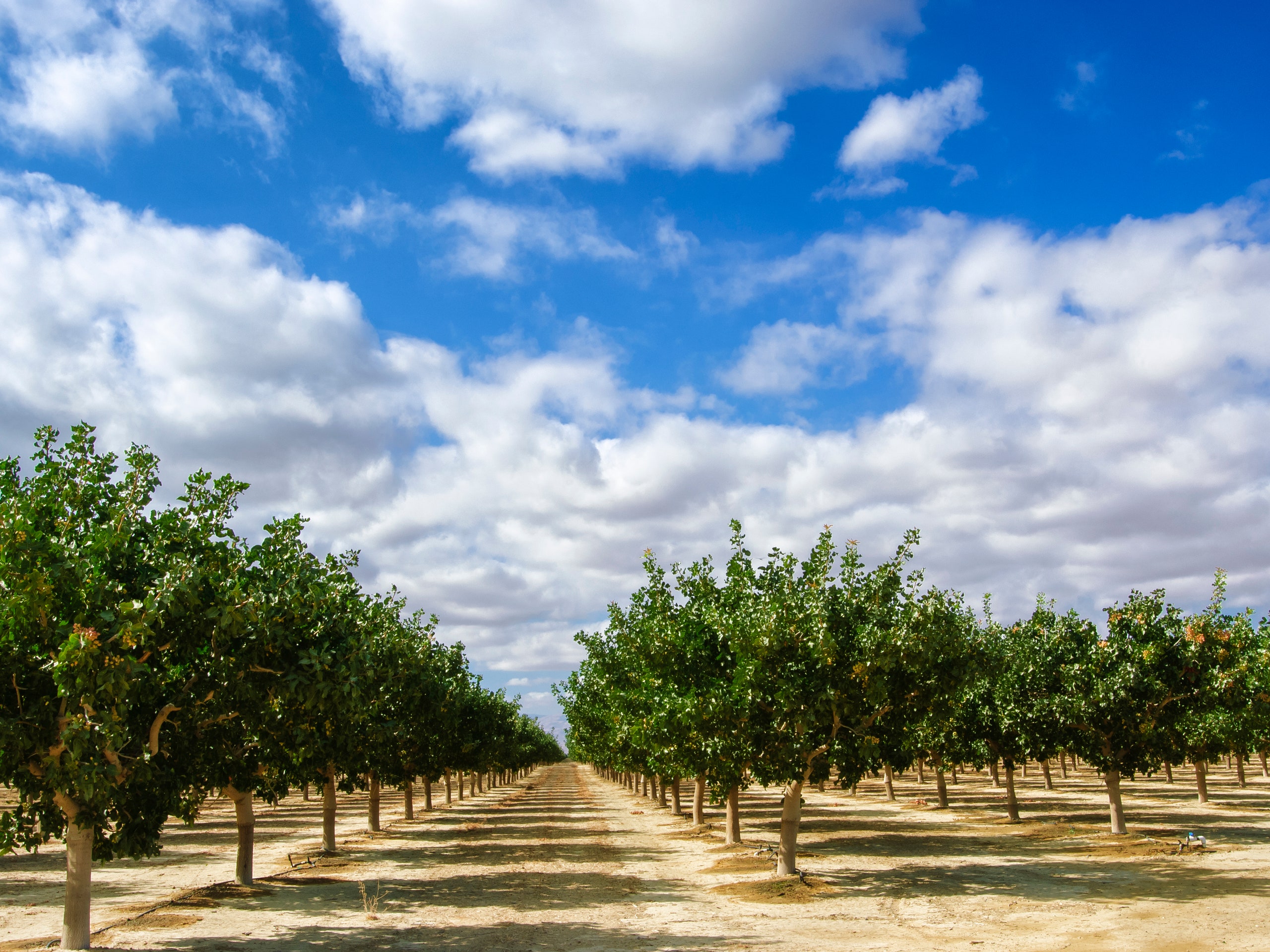 Are Pistachios Healthy? A Nutritionist Weighs In