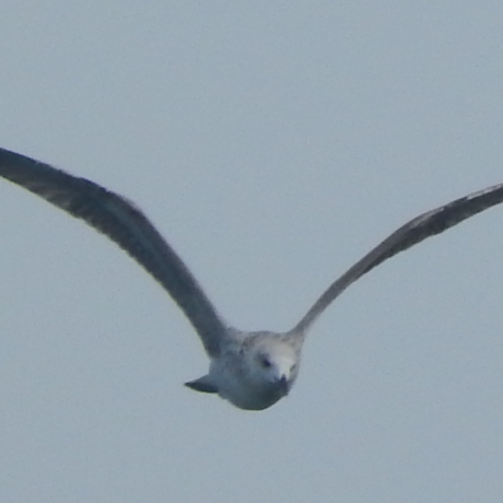 johngull