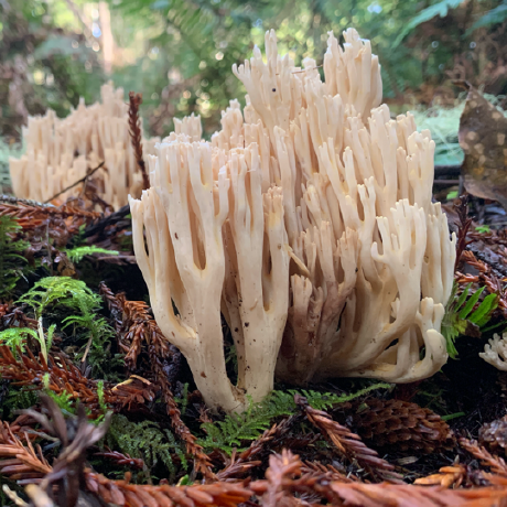 @UW-ForestMycobiomeLab